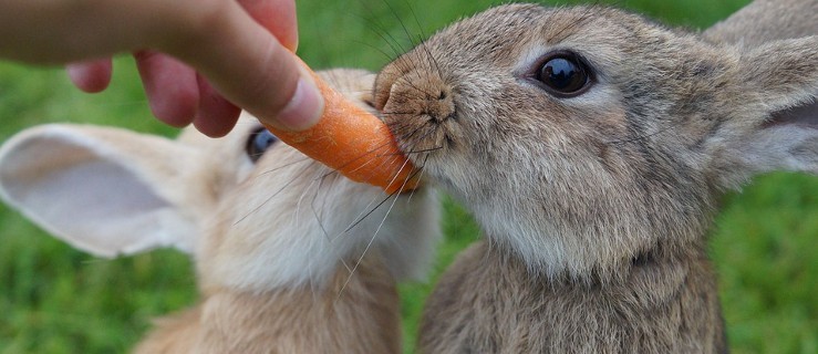 Króliki jedzące marchewkę